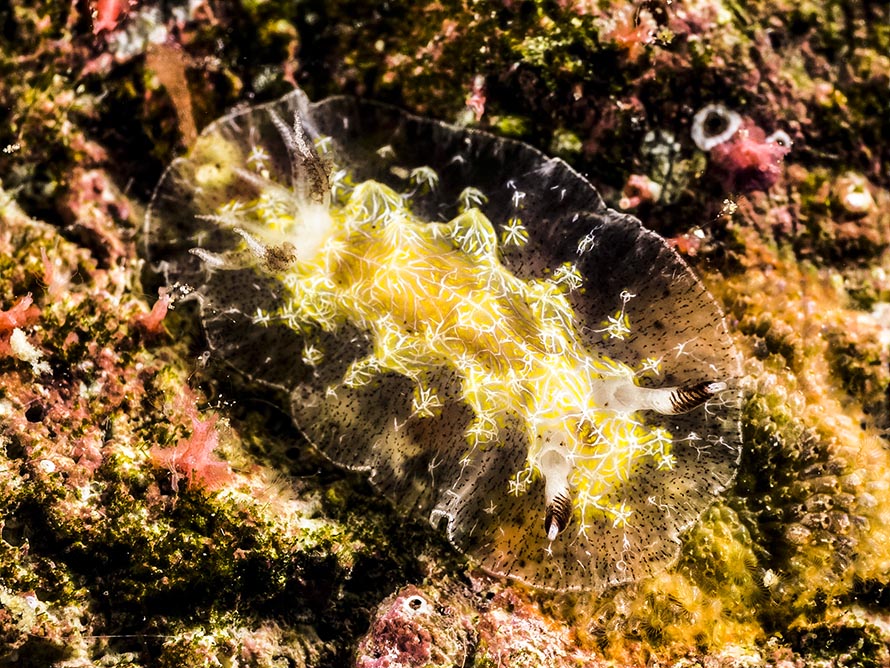 Halgerda albocristata